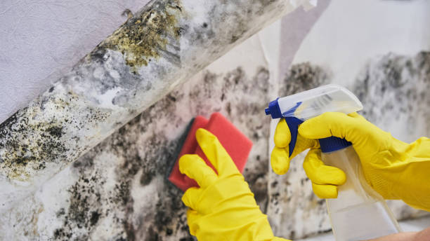 Best Emergency Mold Remediation in Cheltenham Village, PA